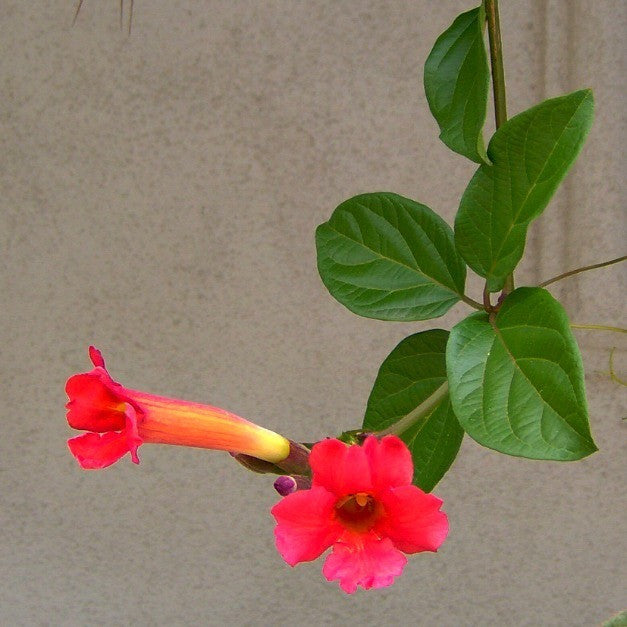 planting hummingbird vine seeds Campsis radicans