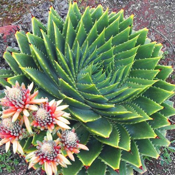 Aloe Polyphylla  - Spiral Aloe