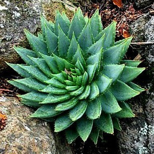 Aloe Polyphylla  - Spiral Aloe