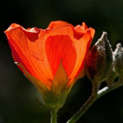 Desert Mallow - Sphaeralcea ambigua