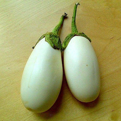 Japanese White Eggplant  Solanum melongena