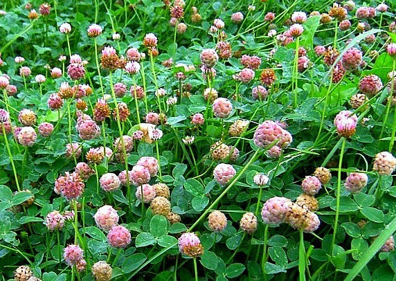 Strawberry Clover - Trifolium fragiferum