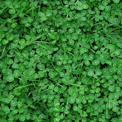 Microclover(R) - Trifolium repens