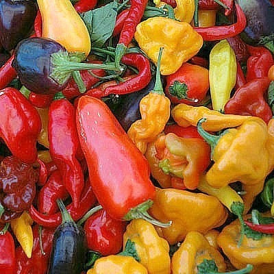 Hot Chili Pepper Collection - Capsicum annuum