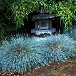 Blue Fescue  Festuca glauca