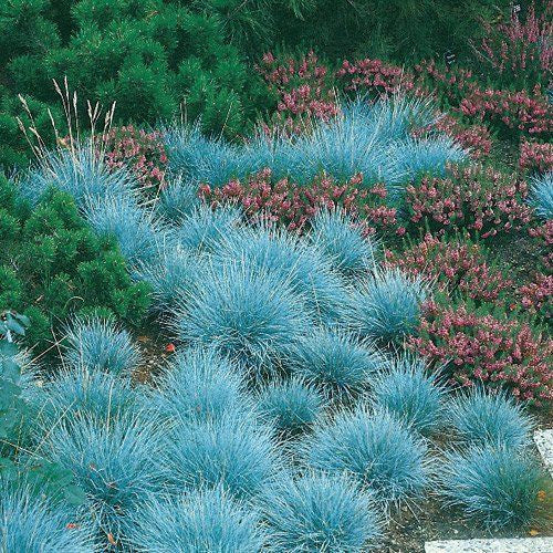 Blue Fescue  Festuca glauca