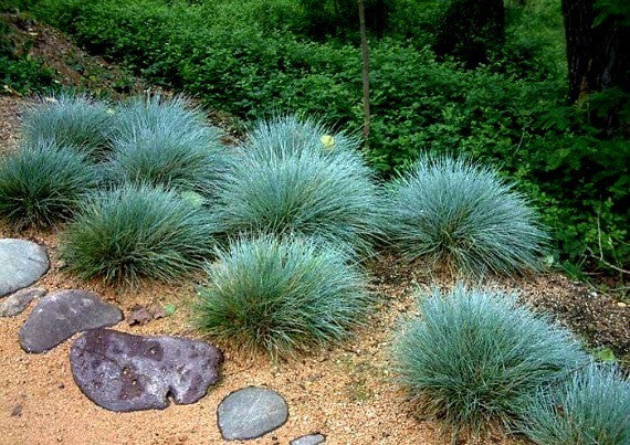 Blue Fescue  Festuca glauca