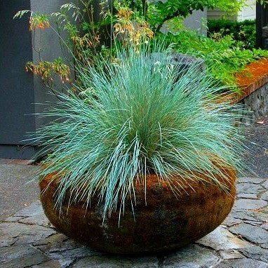 Blue Fescue  Festuca glauca