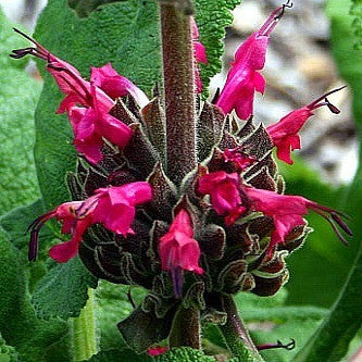 Salvia spathacea - Hummingbird Sage