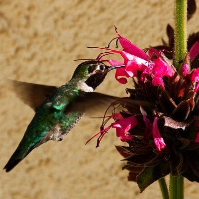 Salvia spathacea - Hummingbird Sage