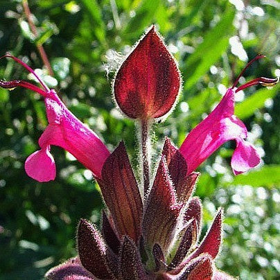 Salvia spathacea - Hummingbird Sage