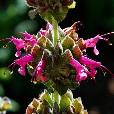 Salvia spathacea - Hummingbird Sage