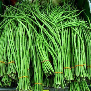 Yard Long Noodle Bean - Vigna unguiculata