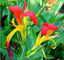 Canna indica - 'Indian Shot' - Red & Yellow