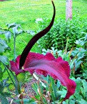 Sauromatum venosum - Voodoo Lily