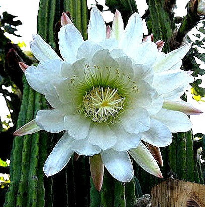 Trichocereus pachanoi - San Pedro Cactus