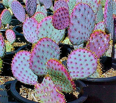 Opuntia violacea - Santa Rita Cactus