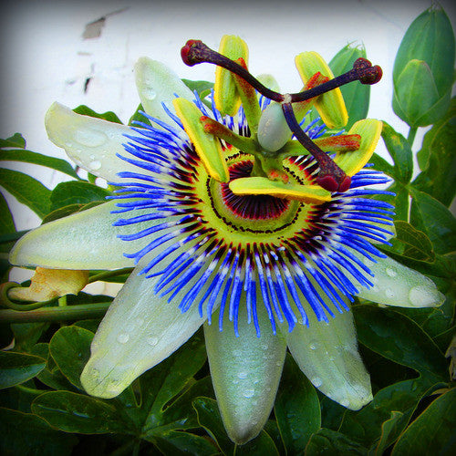 Passiflora caerulea - Blue Passion Flower