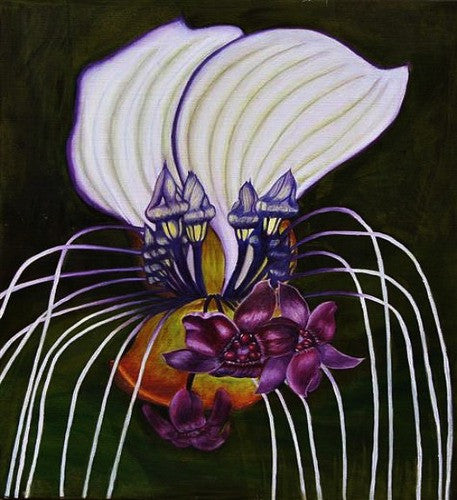 Tacca integrifolia   White Bat Flower