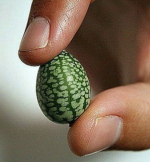 Mouse Melon - Mexican Sour Gherkin
