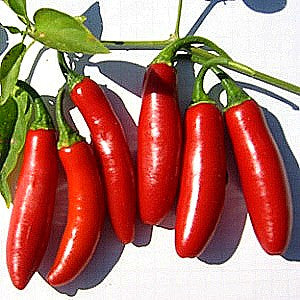 Serrano Chile   Heirloom Pepper