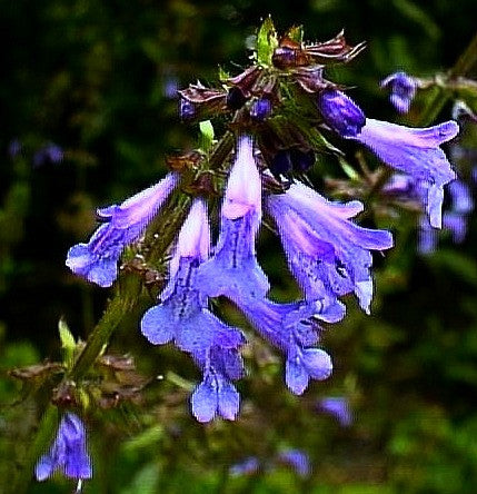 Salvia lyrata - Lyre Leaf Sage