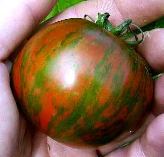 Black Zebra - Heirloom Tomato