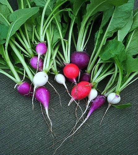 Rainbow Radish Mix  Five Fancy Colors