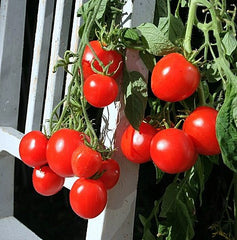 Stupice Classic- Early Heirloom Tomato