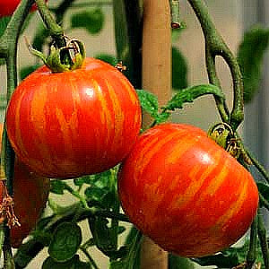 Mr. Stripey -  Heirloom Tomato