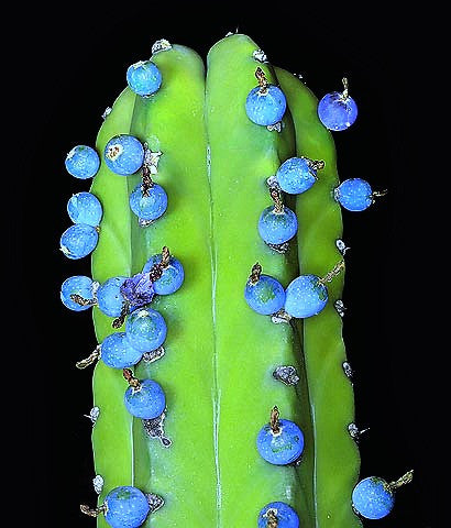 Myrtillocactus geometrizans - Bilberry Cactus