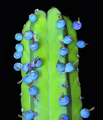 Myrtillocactus geometrizans - Bilberry Cactus