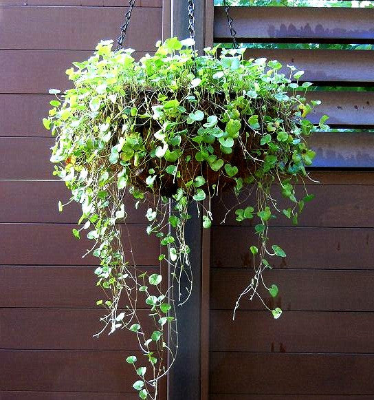 Dichondra repens - Dichondra