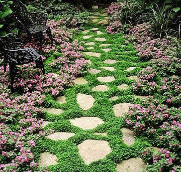 Dichondra repens - Dichondra