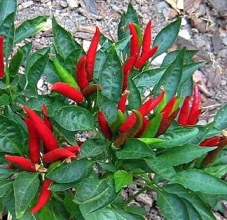 Takasunome Hawk Claw  Japanese Pepper