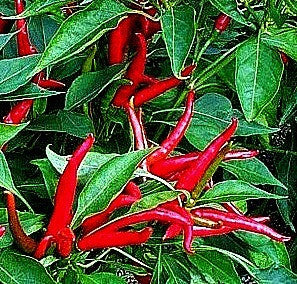 Takasunome Hawk Claw  Japanese Pepper