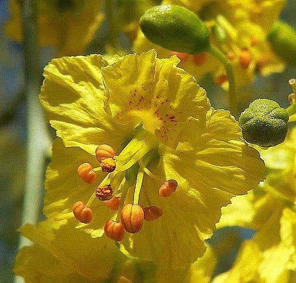 Cercidium floridum - Palo Verde Tree