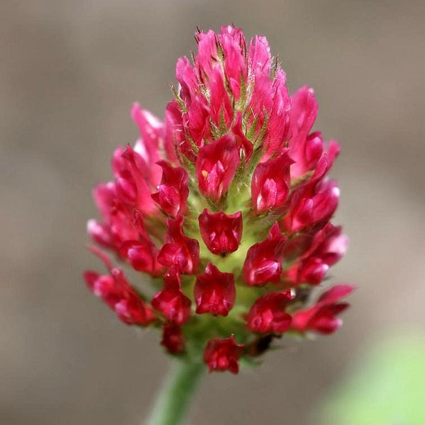 thumbnail image 2 of 200+ Crimson Clover Seeds – Trifolium Incarnatum, Red Flowers, Annual, USA Free Shipping 2 of 5