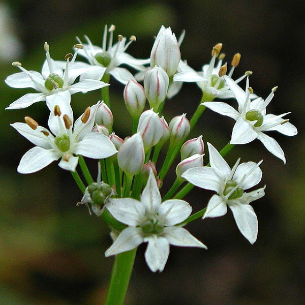 Garlic Chives - Ornamental Allium