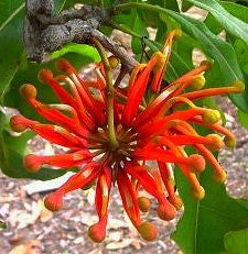Stenocarpus sinuatus - Firewheel Tree