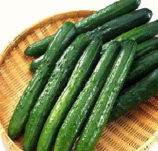 Yamato Sanjaku   Japanese Heirloom Cucumber