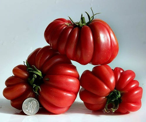 Zapotec Pleated - Heirloom Tomato