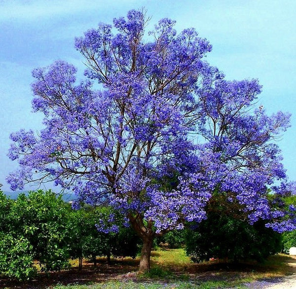 Jacaranda mimosifolia - Jacaranda Tree