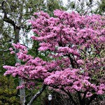 Cercis canadensis - Eastern Redbud