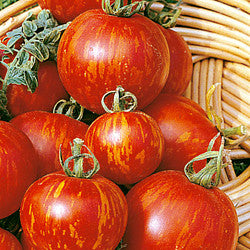 Mr. Stripey -  Heirloom Tomato