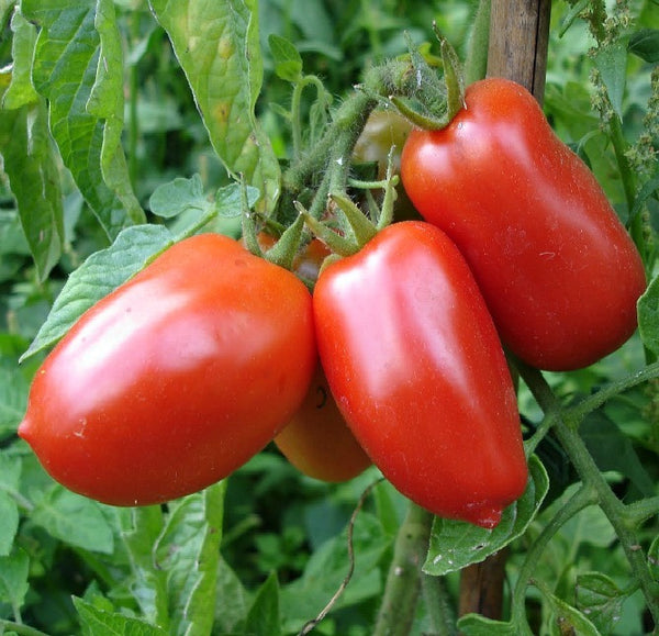 San Marzano - Italian Heirloom Tomato