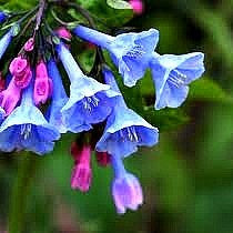 Mertensia virginica - Virginia Bluebells