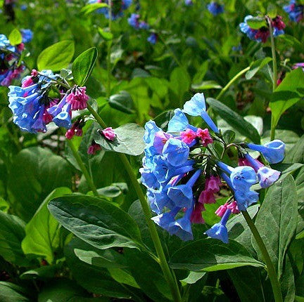 Mertensia virginica - Virginia Bluebells