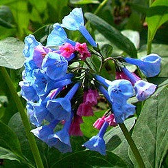 Mertensia virginica - Virginia Bluebells