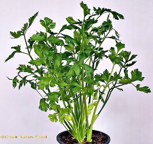 Windowsill Herb Garden - Six Gourmet Herbs